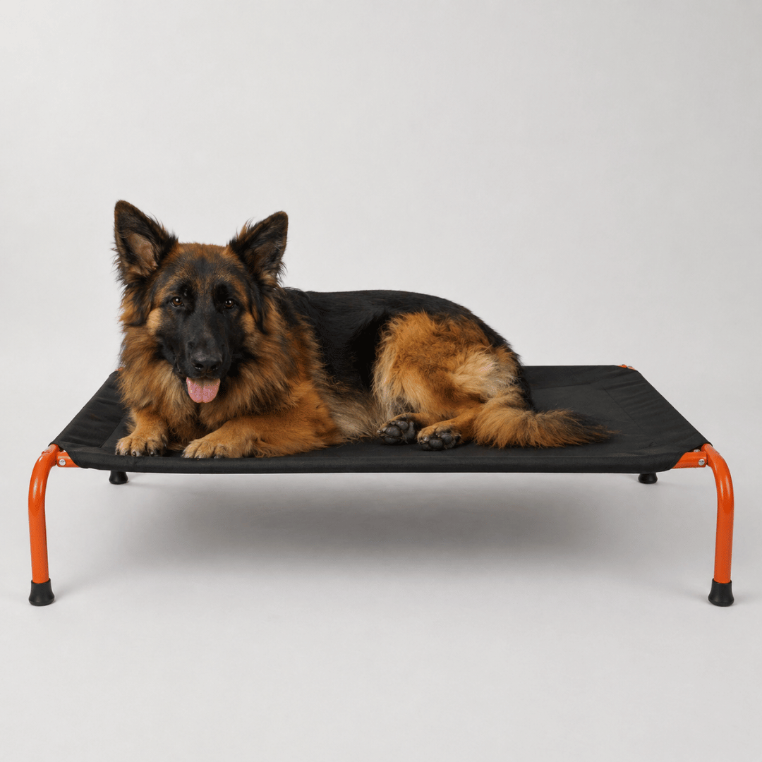Chew-Resistant Elevated Dog Bed
