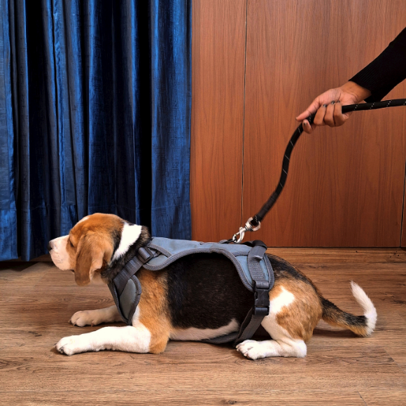 Adjustable Dog Harness