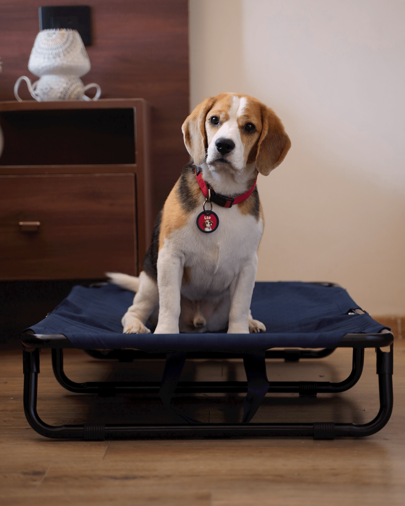 Foldable Elevated Dog Bed - Military Grade (Tested for 70 kg Pets)