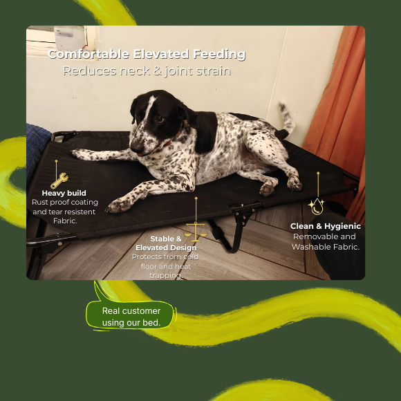 Foldable Elevated Dog Bed - Tear Resistant (Tested for 80 kg Pets)
