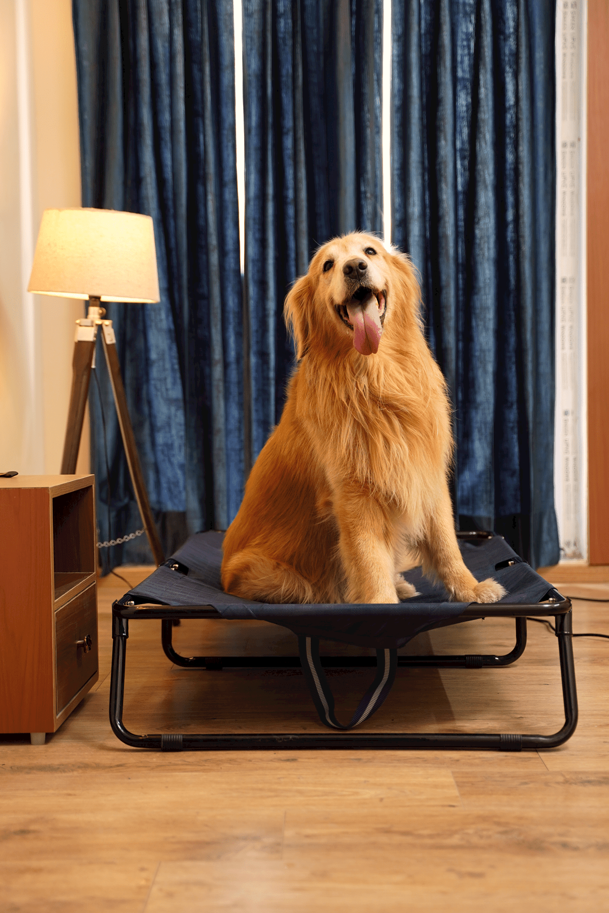 Elevated foldable dog bed with durable frame and military-grade washable fabric, offering tick protection and comfort for Labradors, German Shepherds, rottweilers and Indie dogs | Heavy-duty travel-friendly dog bed