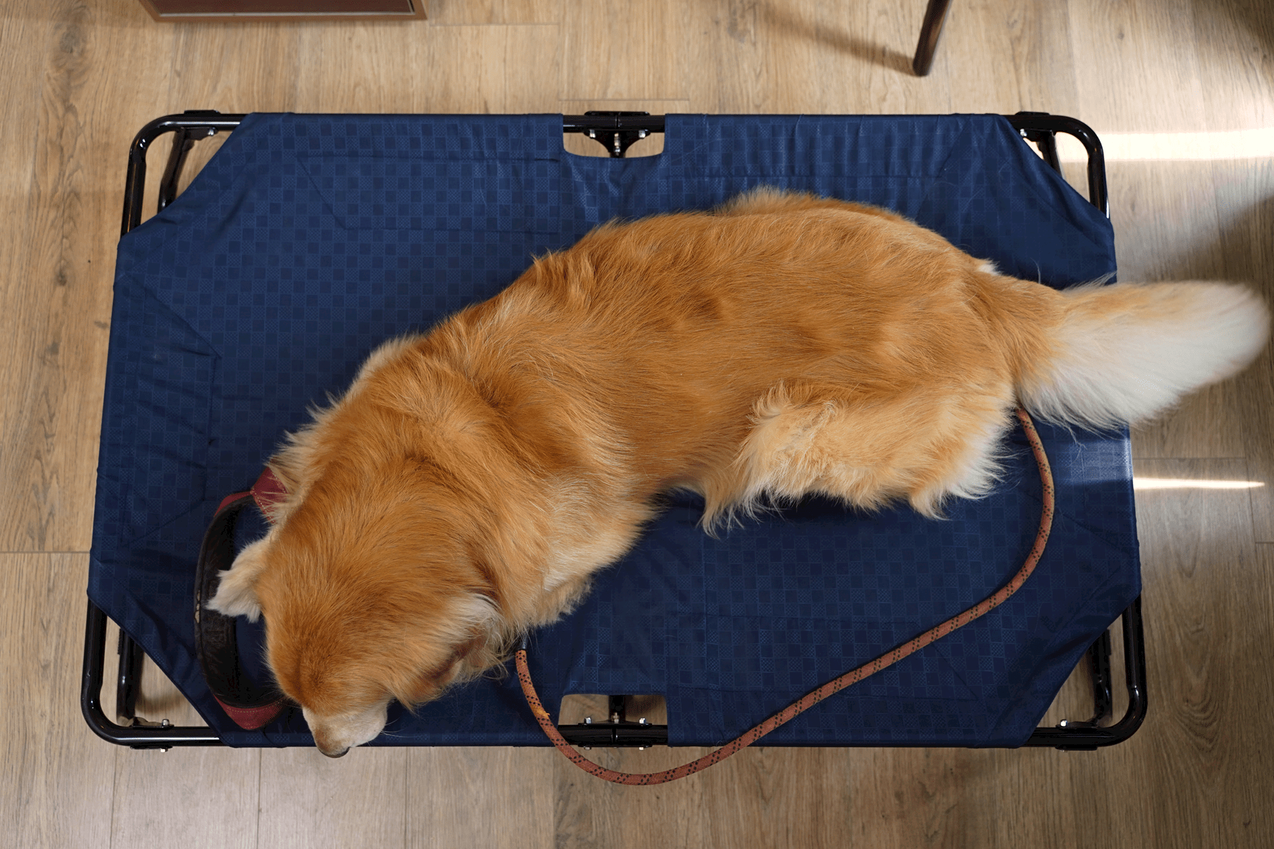 Elevated foldable dog bed with durable frame and military-grade washable fabric, offering tick protection and comfort for Labradors, German Shepherds, rottweilers and Indie dogs | Heavy-duty travel-friendly dog bed
#size_48inch-x-30inch-x-9inch