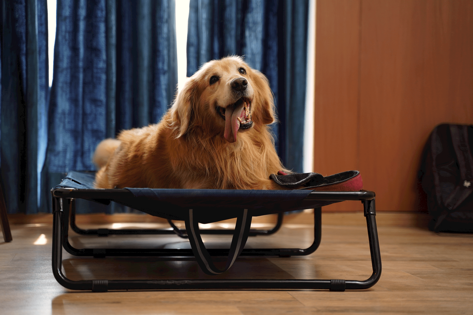 Elevated foldable dog bed with durable frame and military-grade washable fabric, offering tick protection and comfort for Labradors, German Shepherds, rottweilers and Indie dogs | Heavy-duty travel-friendly dog bed