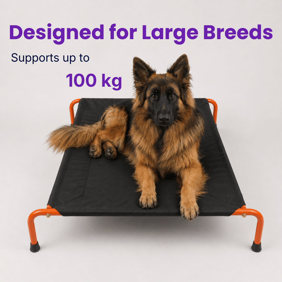 Chew-Resistant Elevated Dog Bed