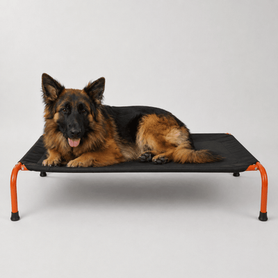 Chew-Resistant Elevated Dog Bed