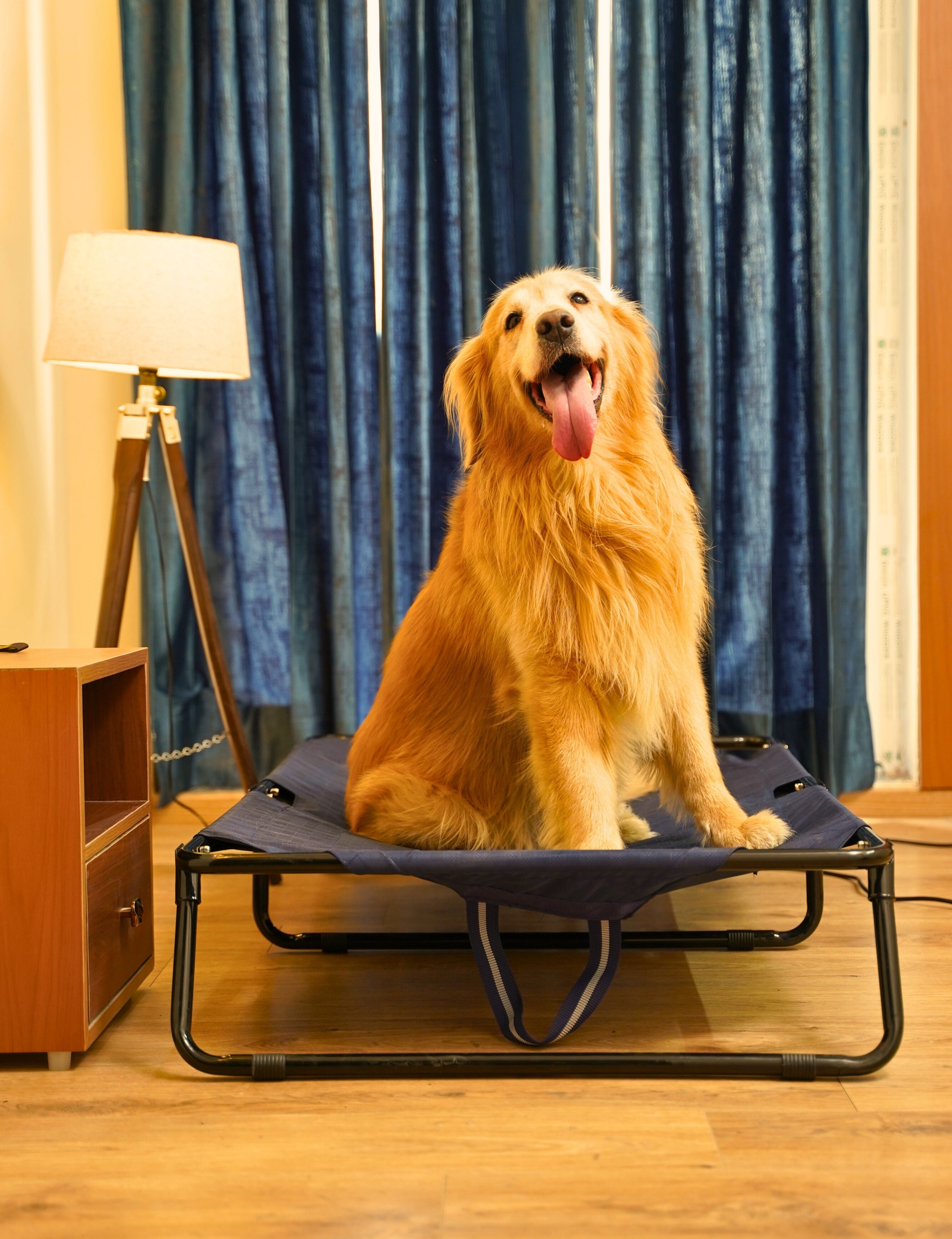 Foldable Elevated Dog Bed