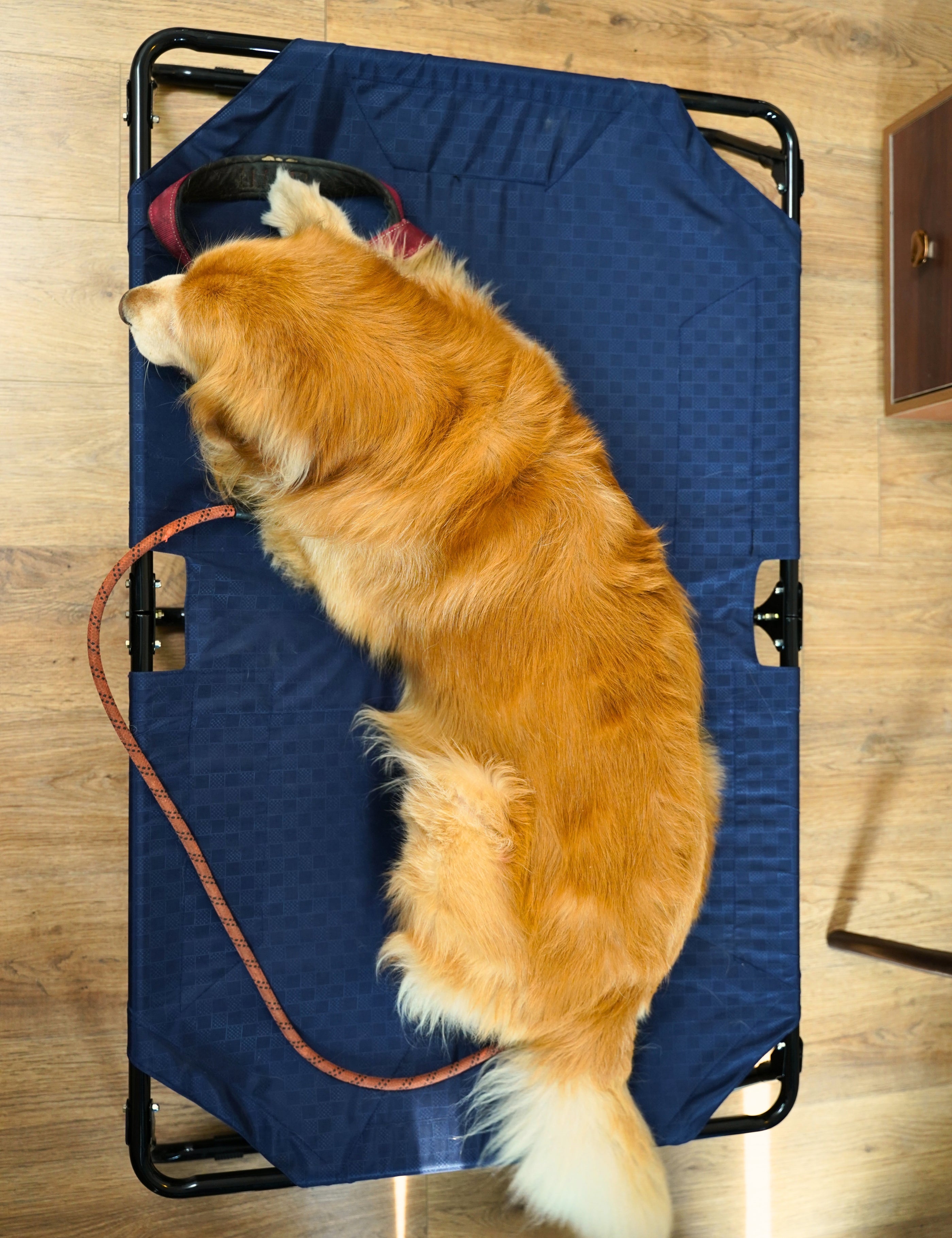 Foldable Elevated Dog Bed