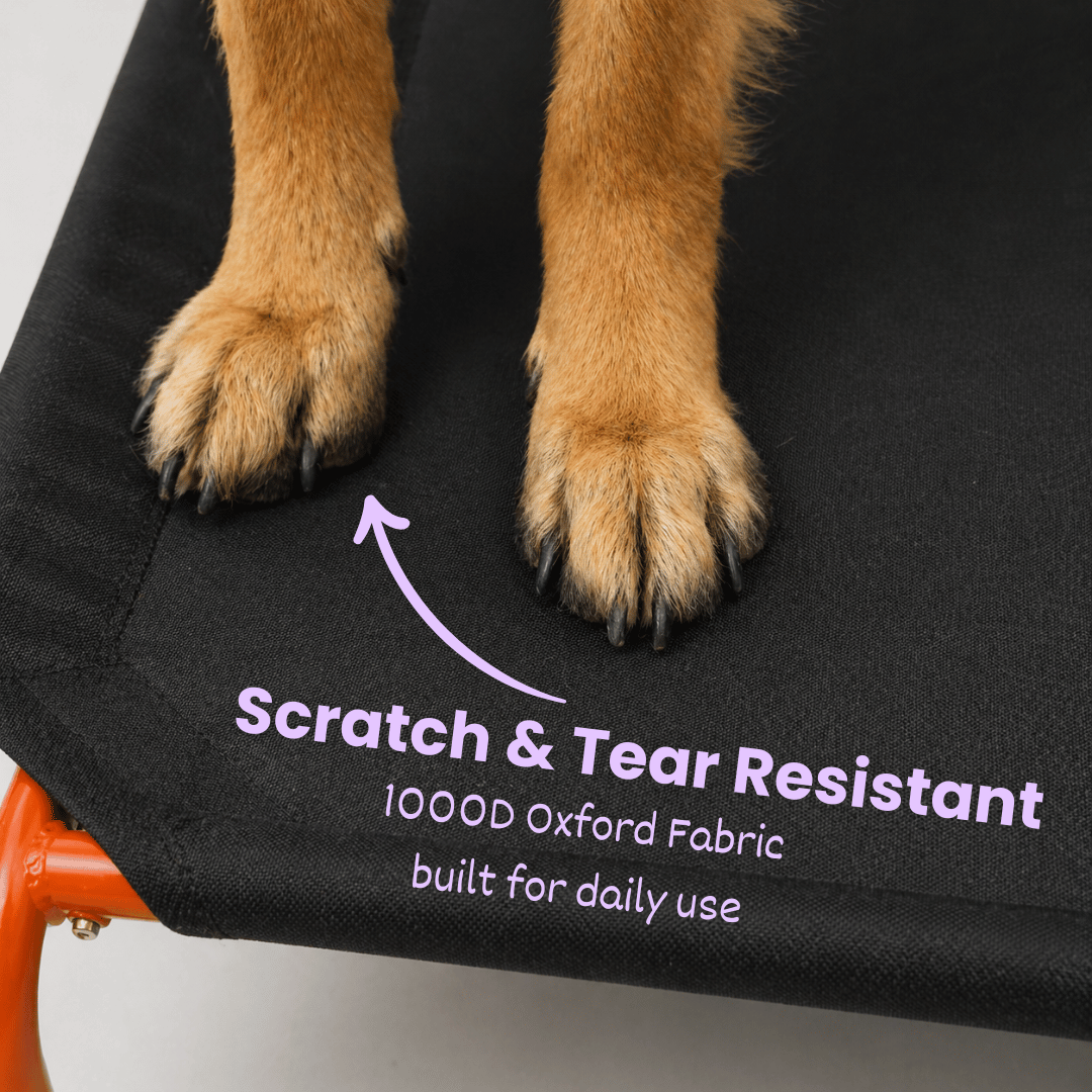 Chew-Resistant Elevated Dog Bed
