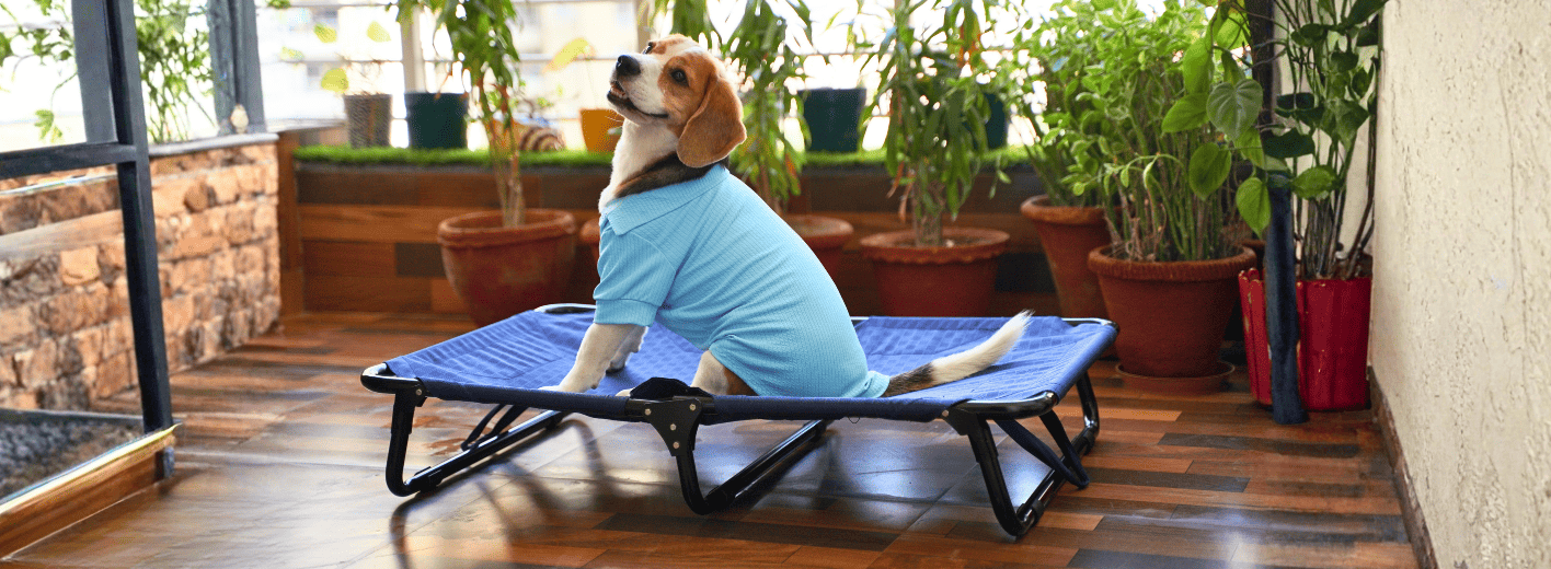 Beagle dog sitting on a blue elevated dog bed indoors designed for better sleep, airflow, and joint support