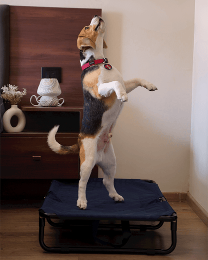 Foldable Elevated Dog Bed - Military Grade (Tested for 70 kg Pets)