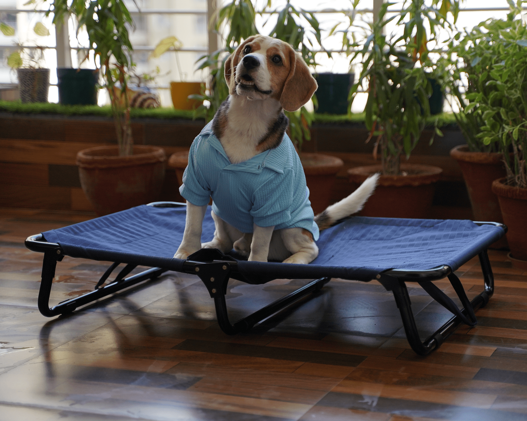 Foldable Elevated Dog Bed - Military Grade (Tested for 70 kg Pets)