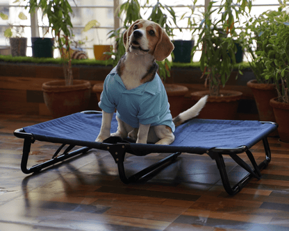 Foldable Elevated Dog Bed - Military Grade (Tested for 70 kg Pets)