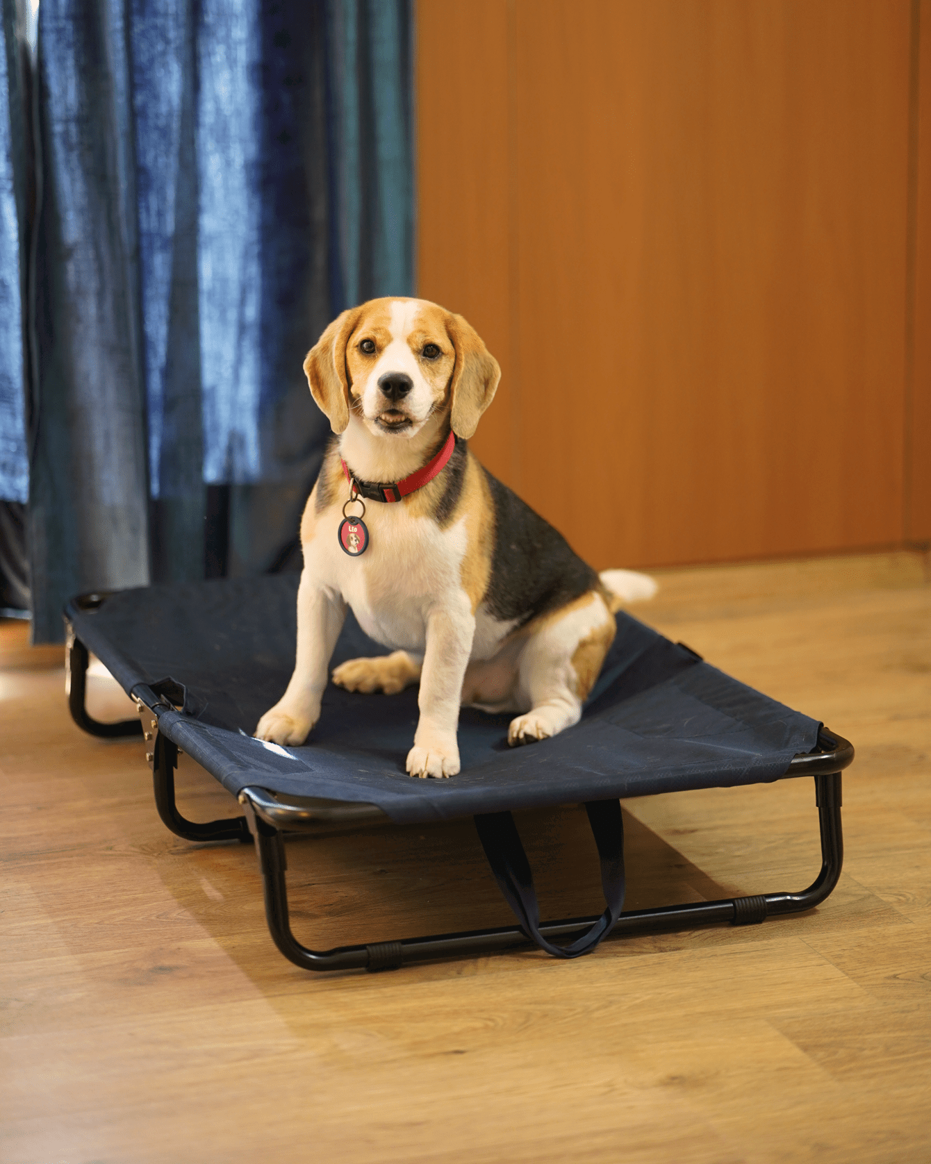 Foldable Elevated Dog Bed - Military Grade (Tested for 70 kg Pets)