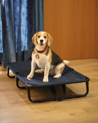 Foldable Elevated Dog Bed - Military Grade (Tested for 70 kg Pets)