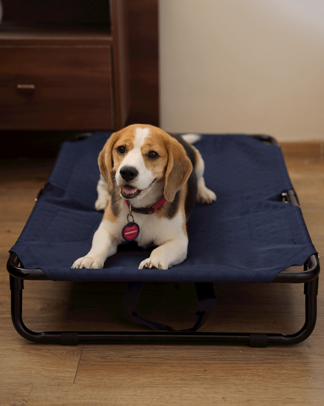 Foldable Elevated Dog Bed - Military Grade (Tested for 70 kg Pets)