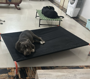 Pitbull resting on a heavy duty elevated dog bed indoors with customer review about comfort and easy acceptance by pets