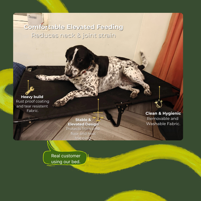 Chew-Resistant Foldable Elevated Dog Bed