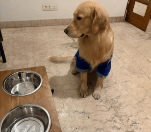 Golden Retriever sitting indoors beside a sturdy elevated dog diner with stainless steel bowls designed for comfortable daily feeding and long-lasting durability.