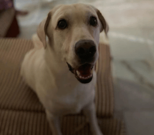 Happy Labrador indoors beside an adjustable elevated dog diner with large bowls designed for comfortable daily feeding and easier posture support.