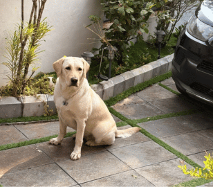 Senior Labrador sitting outdoors near a heavy-duty elevated dog diner designed to make feeding easier and more comfortable for aging dogs.