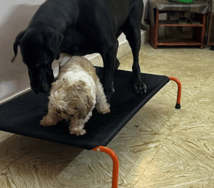 Large black dog and small fluffy dog relaxing together on a heavy-duty elevated dog bed indoors designed for durable everyday comfort and joint support.