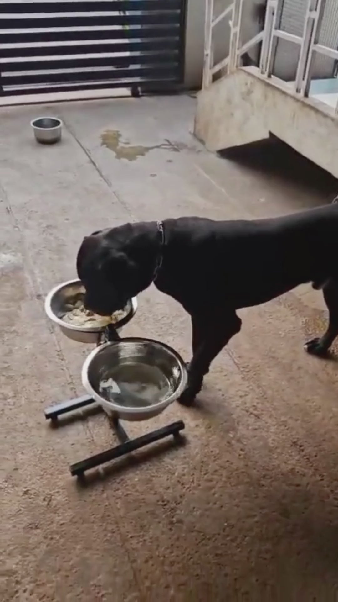 Load video: &lt;div class=&quot;metafield-rich_text_field&quot;&gt;&lt;p&gt;Rottweilers, German Shepherds, Labradors, and more—pet parents across India depend on CanineJoy H-Shaped Stands to provide a safe, reliable, and comfortable dining solution. The real-life videos and reviews showcase how these stands handle active and heavy pets effortlessly. With thoughtful design and premium craftsmanship, every H-Shaped Stand is a testament to the trust we’ve earned from loving pet owners.&lt;/p&gt;&lt;/div&gt;