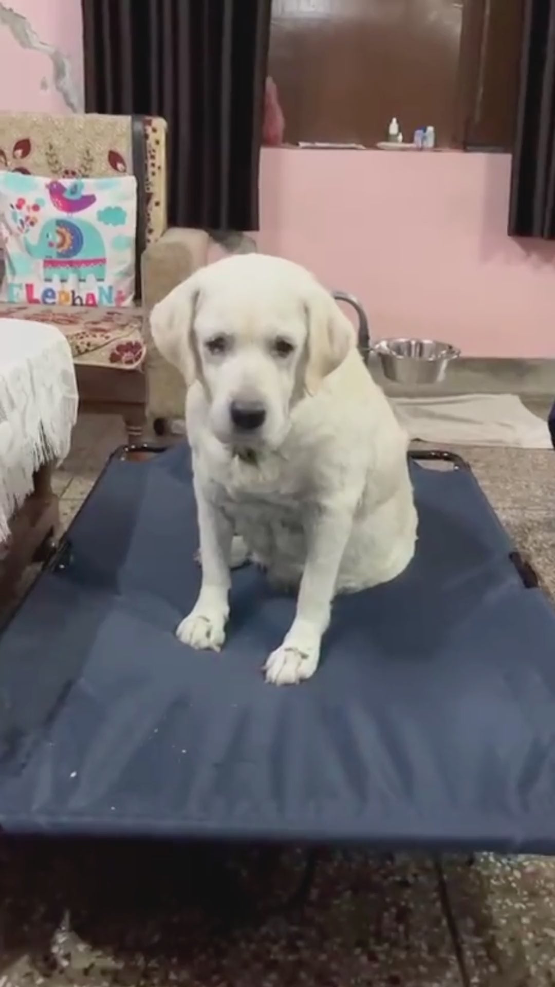Load video: &lt;div class=&quot;metafield-rich_text_field&quot;&gt;&lt;p&gt;From playful Rottweilers and energetic German Shepherds to friendly Labradors, pet parents across India rely on CanineJoy U-Shaped Stands to keep their furry companions safe, comfortable, and supported during mealtime. These real-life stories and videos highlight the stability, durability, and premium quality of our U-Shaped designs, proving they hold up even for the heaviest and most active dogs. Every happy pet and satisfied owner reflects the trust we’ve built through thoughtful design, strong materials, and uncompromising craftsmanship.&lt;/p&gt;&lt;/div&gt;