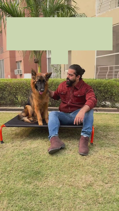Chew-Resistant Elevated Dog Bed