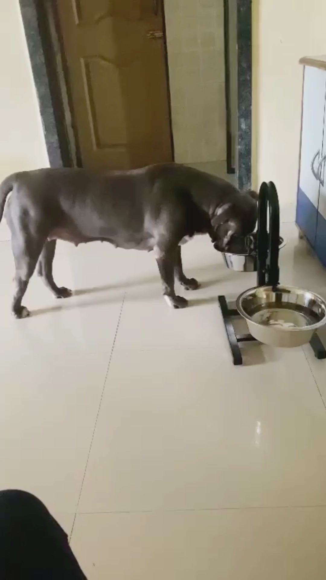 Load video: &lt;div class=&quot;metafield-rich_text_field&quot;&gt;&lt;p&gt;From playful Rottweilers and energetic German Shepherds to friendly Labradors, pet parents across India rely on CanineJoy products to keep their furry companions safe, comfortable, and supported. These real-life stories and videos showcase the strength, durability, and quality of our stands and beds, proving that our designs hold up even for the heaviest and most active pets. Every happy pet and satisfied owner is a testament to the trust we’ve built through thoughtful design, premium materials, and uncompromising craftsmanship.&lt;/p&gt;&lt;/div&gt;