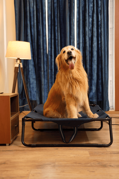 Elevated foldable dog bed with durable frame and military-grade washable fabric, offering tick protection and comfort for Labradors, German Shepherds, rottweilers and Indie dogs | Heavy-duty travel-friendly dog bed
