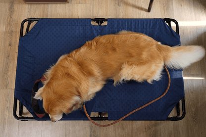 Elevated foldable dog bed with durable frame and military-grade washable fabric, offering tick protection and comfort for Labradors, German Shepherds, rottweilers and Indie dogs | Heavy-duty travel-friendly dog bed

